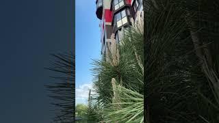 Двор «Алых Парусов» как небольшой отпуск, который начинается сразу за дверью. Цветы, кедры, тишина.