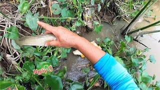 Trúng Ngay Ổ Cá Ở Điểm Mới Cách Xa Hàng Chục Km | Kích Cá Miền Tây | Catch Fish