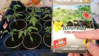 ‍ОЧЕНЬ ВАЖНАЯ ПОДКОРМКА РАССАДЫ ТОМАТОВ В ФАЗЕ ДВУХ НАСТОЯЩИХ ЛИСТЬЕВ