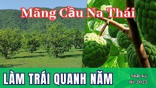 Cách Vườn Làm Trái  Mãng Cầu Quanh Năm | Na Thái | Na Dứa | Mãng Cầu Ngọc Thiên OCOP |Vườn Năm Thiên