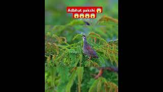 Adbhut pakshi #adbhut #pakshi #kalateetar #shortsvideo #shortvideo #shorts #short