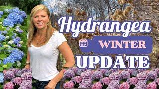 Hydrangea Winter Update - Kelly Lehman