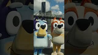 Brisbane Welcomes Bluey and Bingo Themed CityDogs  | Bluey #ytshorts