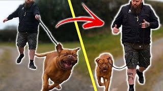 How To Stop Your Dog PULLING On The Leash - EXTREME CASE