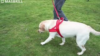 Masbrill Dog Harness--Must-Haves for Walking the Dog