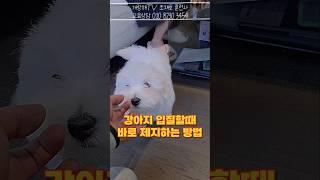 깨무는 강아지 혼쭐  내는 꿀팁