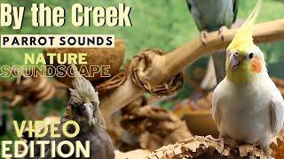 Forest & Parrot Sounds by the Creek Soundscape | 3+ Hours | Parrot TV for Your Bird Room