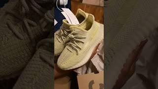 Yeezy Boost 350 V2 ANTLIA