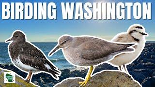 Birding Washington: Finding Incredible Coastal Shorebirds!