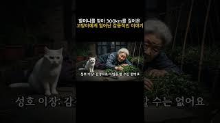 할머니를 찾아 300km를 걸어온 고양이에게 일어난 감동적인 이야기