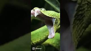 Dangerous green snake | World of animals | Wildlife #snake #animals #wildlife #shorts