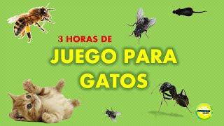 3 horas de Juego para #gatos