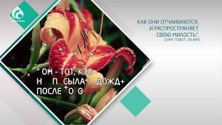 Помни! / Новый ролик / Асыл арна