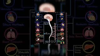 Autonomic Nervous System #ans #medical #mbbs #shorts @medicoshots