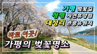 가평의 벚꽃 명소 가평 벚꽃길과 북한강 강변길, 대성리 국민관광유원지의 아름다운 벚꽃 구경을 하는 사람들. 산책하기에 너무 좋고, 트레킹을 하기에도 정말 좋은 여행지 입니다.