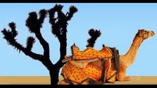 The Thar Desert - Deserts and Life  Special Documentaries HD