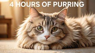 4 HOURS, Ultimate Cat Purring ASMR for Sleep & Relaxation 