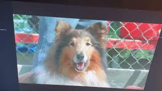 Homeward Bound 2: Lost In San Francisco/ Chance Defends Jamie