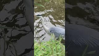 뇌 힐링/ 왜가리../ 표정이 너무 진지함../South Korea Nowon Danghyeoncheon Stream ,