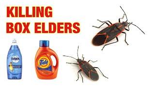 HOW TO KILL BOX ELDER BUGS