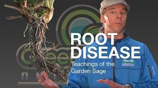 Root Disease - The Garden Sage 12