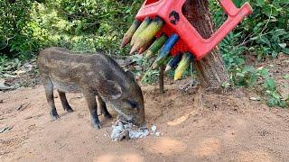 Wild boar pig hunting using plastic chair #wildanimal #trapswilderness #wildboar #pigtrap #shorts