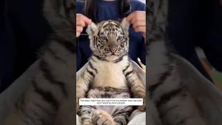 The baby tiger that got lost from its mother was rescued and then #tiger #animalshorts