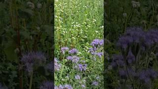 Wild country field in Kent #nature #wildlife #bee