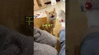 【貓咪叫不苦】他肯定欠我幾百年的愛，這輩子還我來了️
