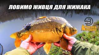 Безумна зимова риболовля :найкращі прийоми для успішного улову! #fishing #beregfeederfishing #daiwa