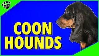 Top 7 Best Coonhound Breeds - Dogs 101