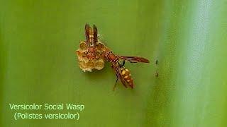 VERSICOLOR SOCIAL WASP Couple nest (POLISTES VERSICOLOR), VESPA DO PAPEL AMARELO, POISONOUS INSECTS.