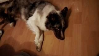 Epilepsie Hund Australian Shepherd Krampf Anfall