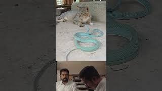 Poocha sir and snake..! #cat #snake #mukundanunniassociates