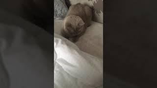 Ночные игры моей кохи