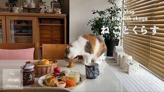 Daily life with cats starting with breakfast/Enjoy my favorite strawberries(cat & life vlog)