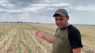 No-till 2022: культуры посеянные в озимую рожь