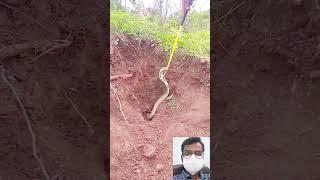 Viral Snake Video ||  #shorts #shortfeed #short