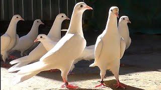 Друзья как они вам только честно? Pigeons.