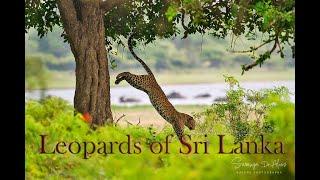 Leopards of Sri Lanka . #leopard #wildlife #srilanka #bigcat