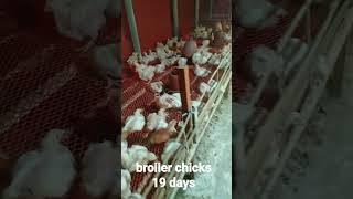 Broiler chicks / cage system /19 days/