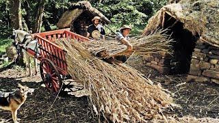 IRON AGE BUSHCRAFT BUILD with Horse & Hand-tools | Reed Thatching Starts! (Ep.14)