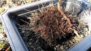 Collecting Scots Pine - Pre Bonsai potting #Bonsai #Yamadori