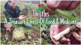 The Thistles - Forgotten Wild Food & Medicine 