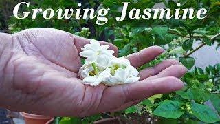 Growing  Jasmine - How To Grow Jasmine Plants In Containers