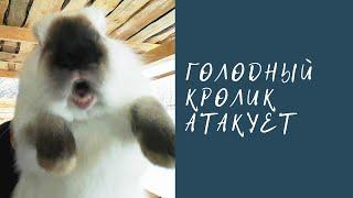 Орущий кролик отжигает! Прикол 