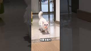 新手养猫推荐：这5种猫省钱又省心 #新手养猫 #养猫攻略 #cat #pets #貓咪 #养猫经验分享 #养猫知识 #养猫攻略