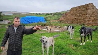 LA STANA LUI EMIL,CIOBANESTI DE ASIA CENTRALA,KANGALI SI BUCOVINA.DOBROGEA ESTE PLINA DE SACALI.