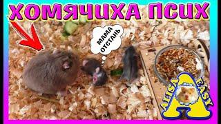 ХОМЯЧИХА КУСАЕТ ХОМЯЧАТ / ХОМКИ ПСИХУЕТ / ГОЛУБЬ ВЕРНУЛСЯ... / Alisa Easy Pets