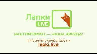 Лапки Live ID's showreel (05.2023)